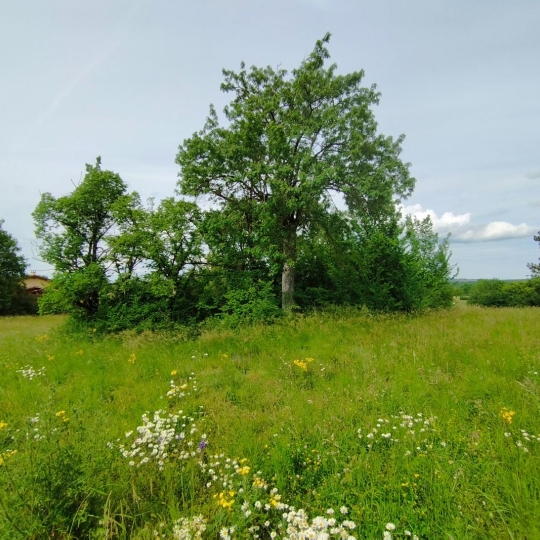  AGENCE IMMOBILIERE MARIN : Ground | SEPTFONDS (82240) | 0 m2 | 35 000 € 